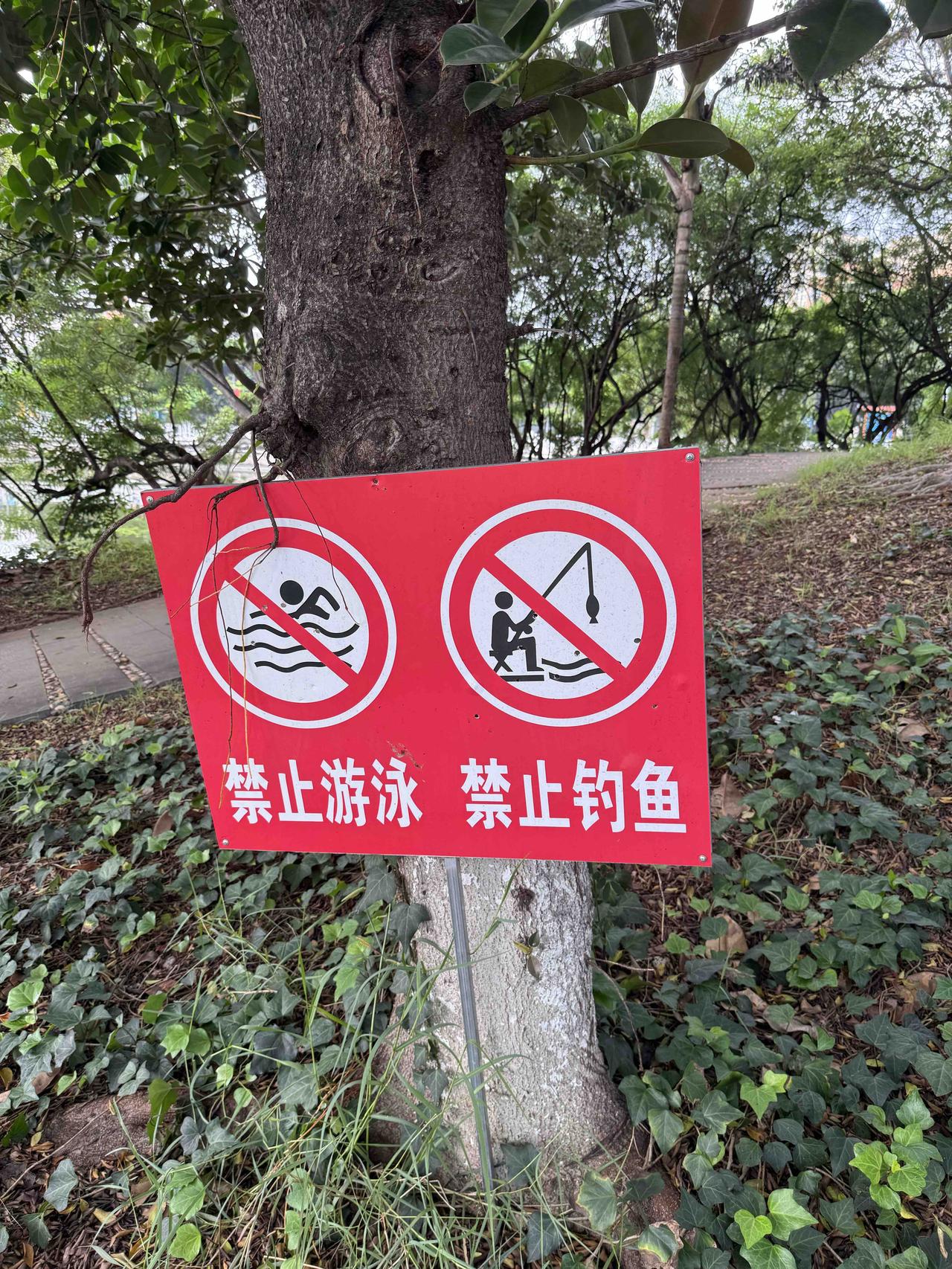 为什么会这个样子
我来蒙自10多天，每天上午都到南湖公园转转，几乎每天都能看到几