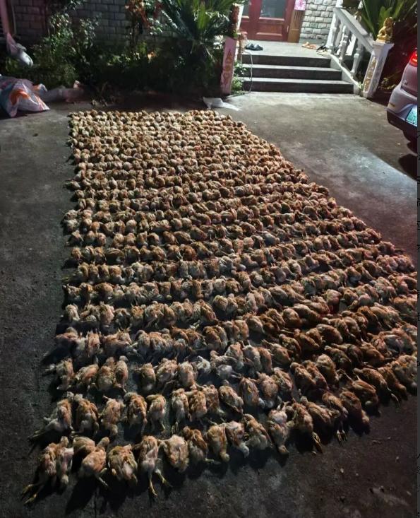 万万没有想到，一只鹰凤头鹰破门而入，没有动嘴，把1400只鸡当场吓死了！
刚刚看