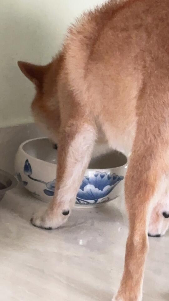当狗来到外公外婆家