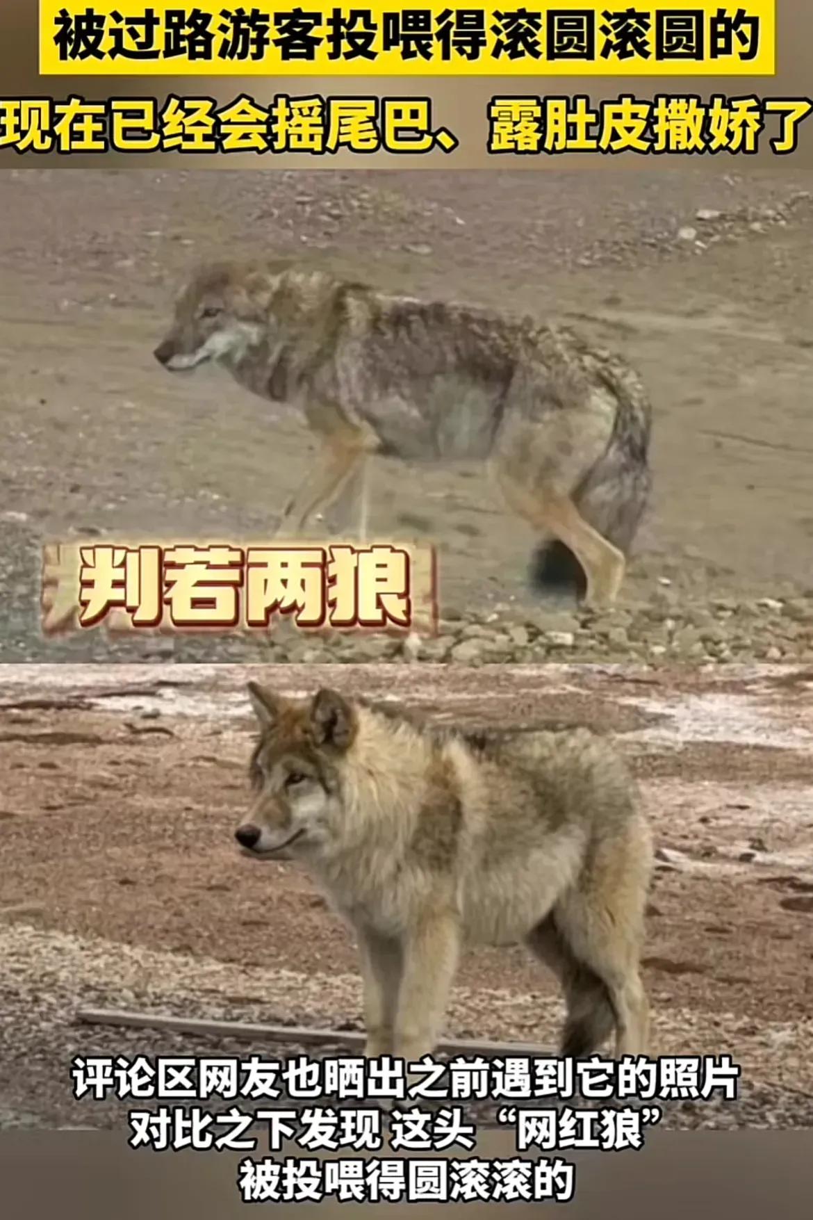 狼王:我们现在天天饥一顿饱一顿。
网红狼:我现在每天鸡🐔一顿，堡🍔一顿！#妙