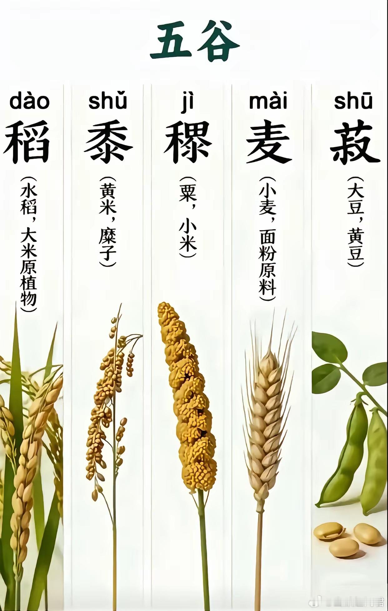 什么叫五谷？值得收藏 ​​​