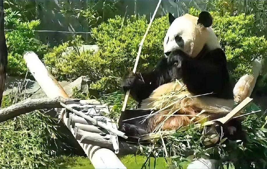 12月15日晚上的最新消息速报，全都不容错过，第五条：旅日大熊猫“晓晓”“蕾蕾”