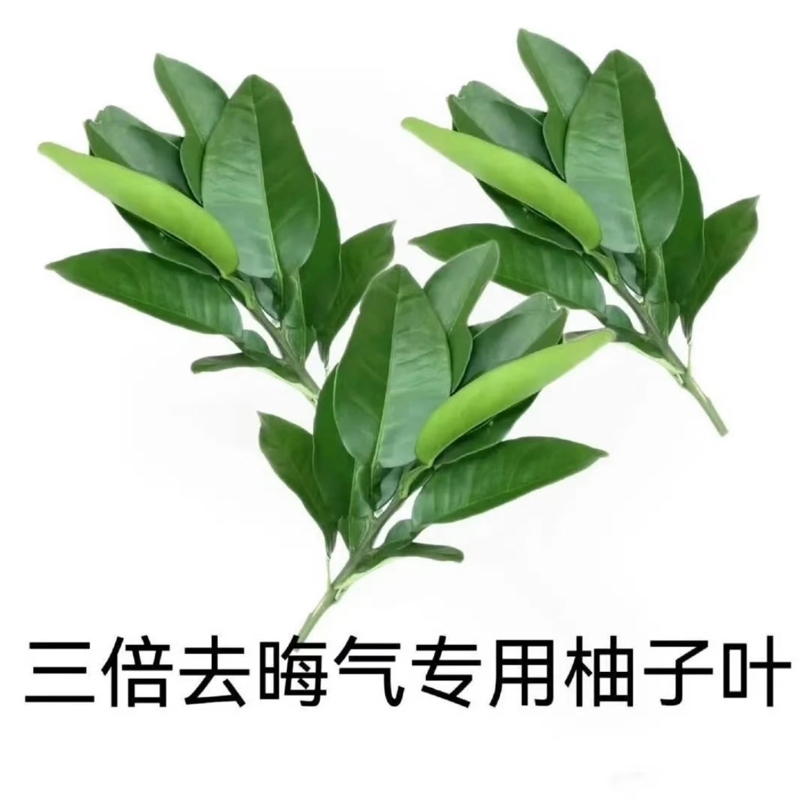 分享图片 