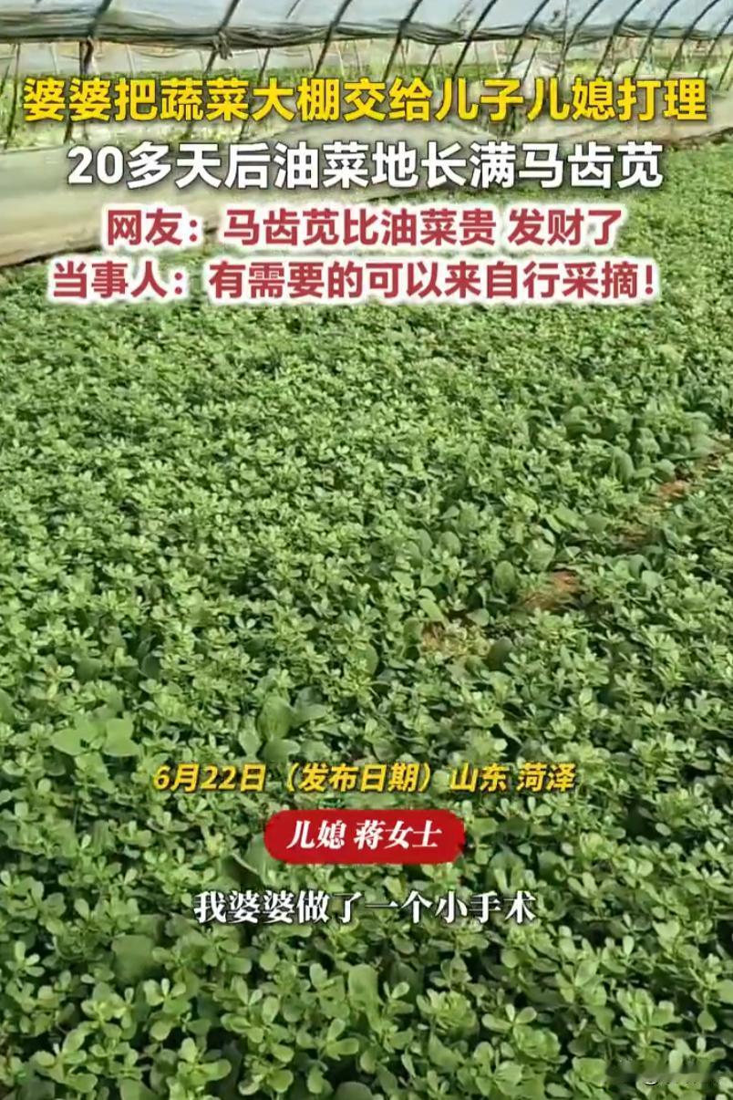 无心插柳成惊喜！山东菏泽，婆婆做手术静养20天，托付儿子儿媳看管油菜大棚，痊愈回