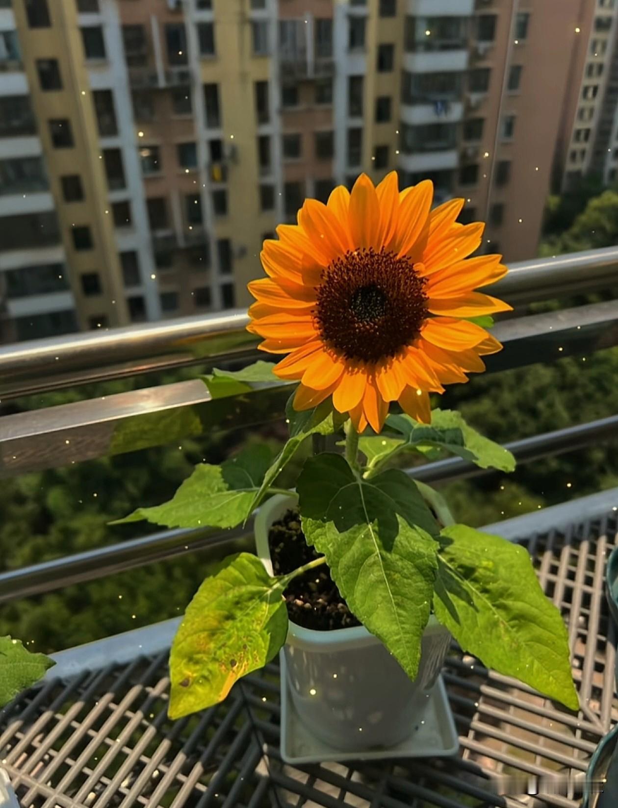 在自己喜欢的状态里，
          努力、尽力、随意。