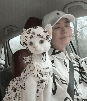 猫小姐，你家住哪里？