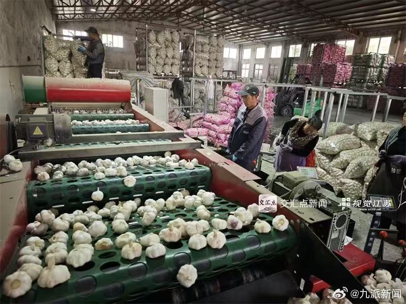 近日，“邳州大蒜”成功入选国家地理标志保护示范区公示名单，当地市场监管局通过规范