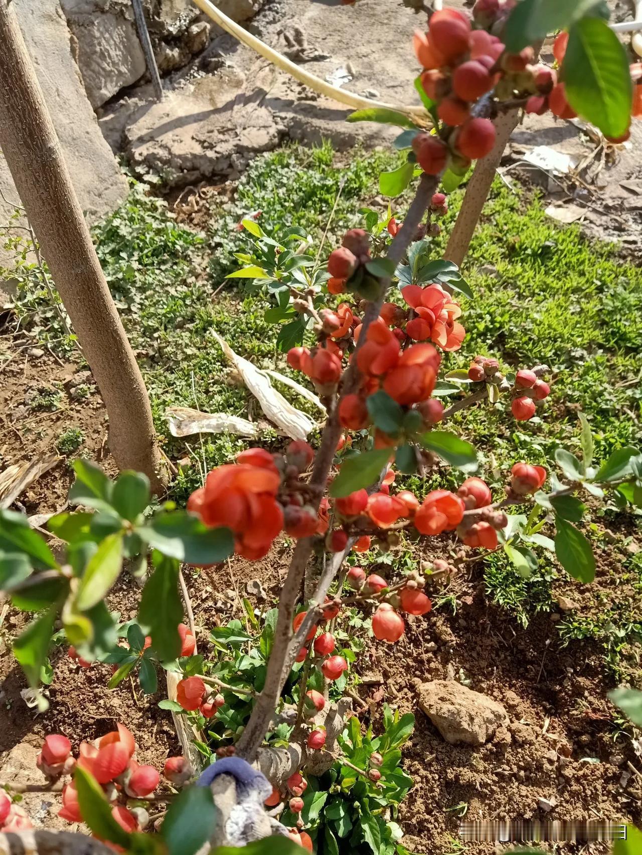 记录我的2026唉！老来难！邻村的一位老人去世，有三个女儿两个儿子，老人被冻死了