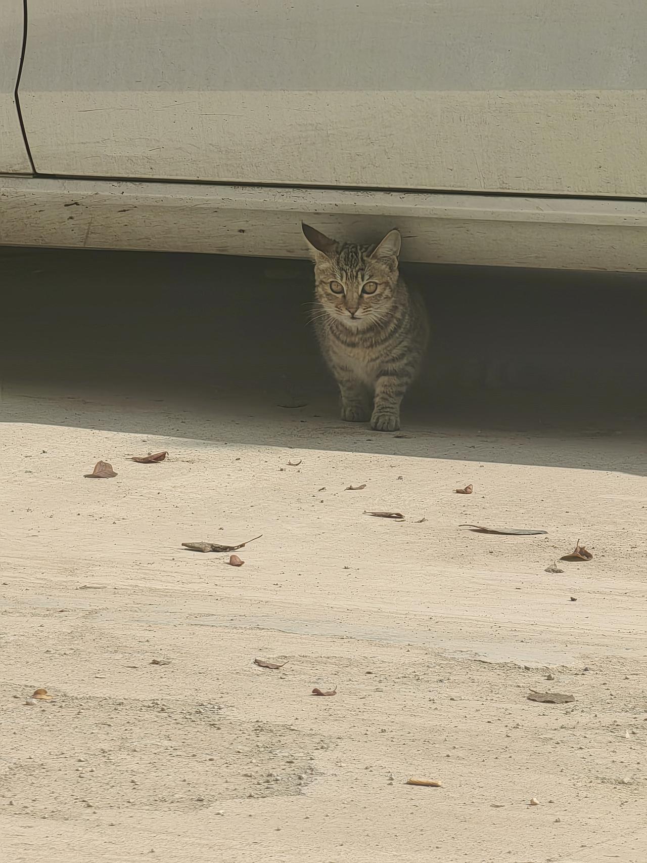 小区院子里的猫妈妈和她的孩子。猫妈妈拉扯大了两只猫，一只狸猫，一只橘猫。一只不知