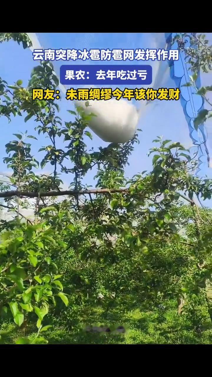 云南突降冰雹防雹网发挥作用。果农：去年吃过亏。网友：未雨绸缪，今年该你发财。
4
