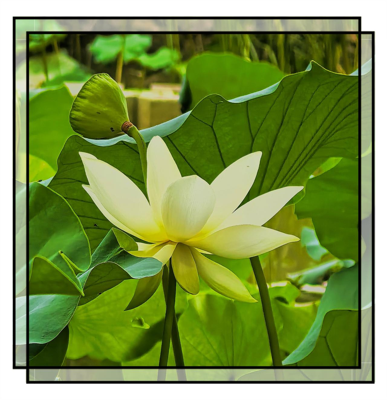 ，什么花都行