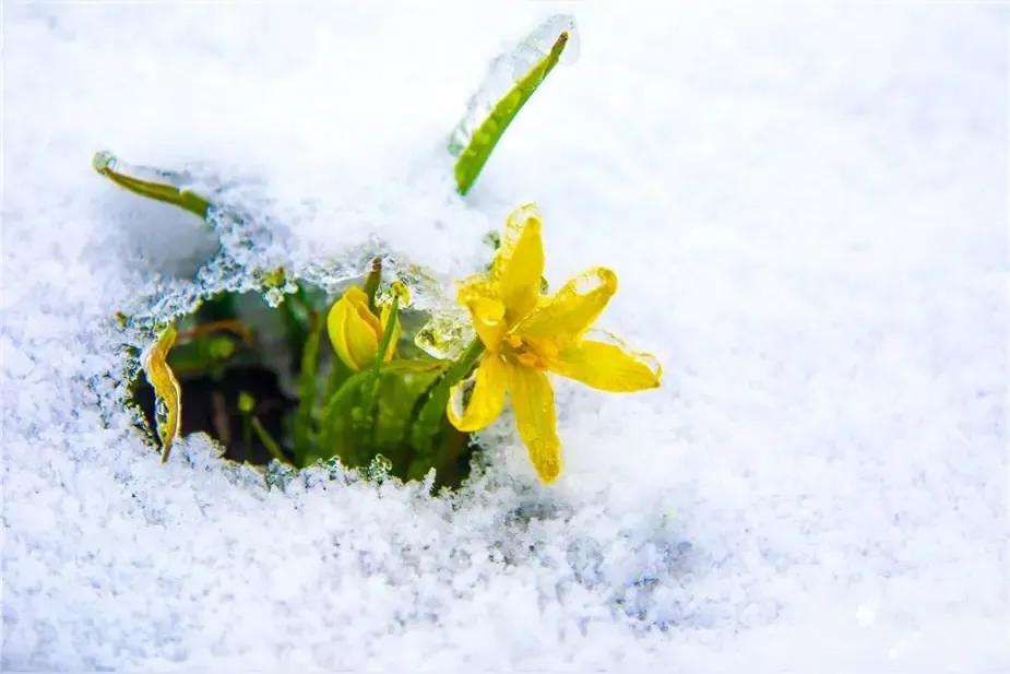 五绝•春雪
方方

一夜琼花白，天知我不知。
恨无冬腊月，流落在春时。

——