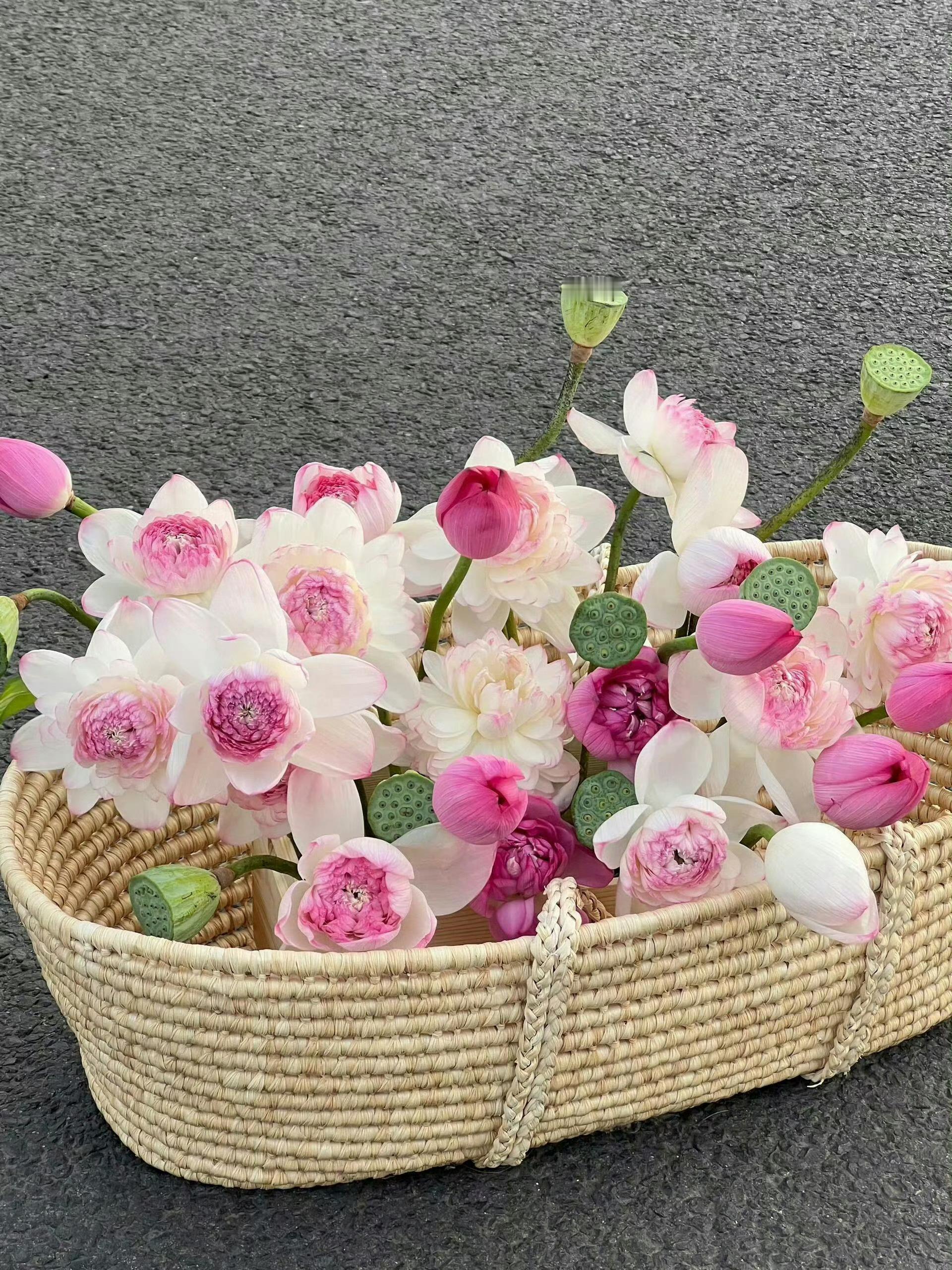 好运莲莲 