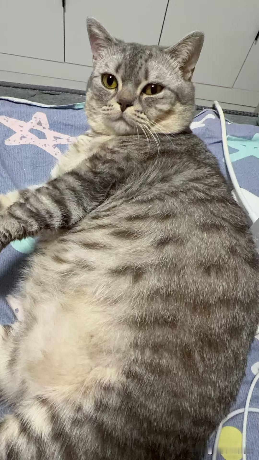 春节回老家过年，最大的问题是猫。
需要让猫自己待好几天！
我先回了老家，结果，儿