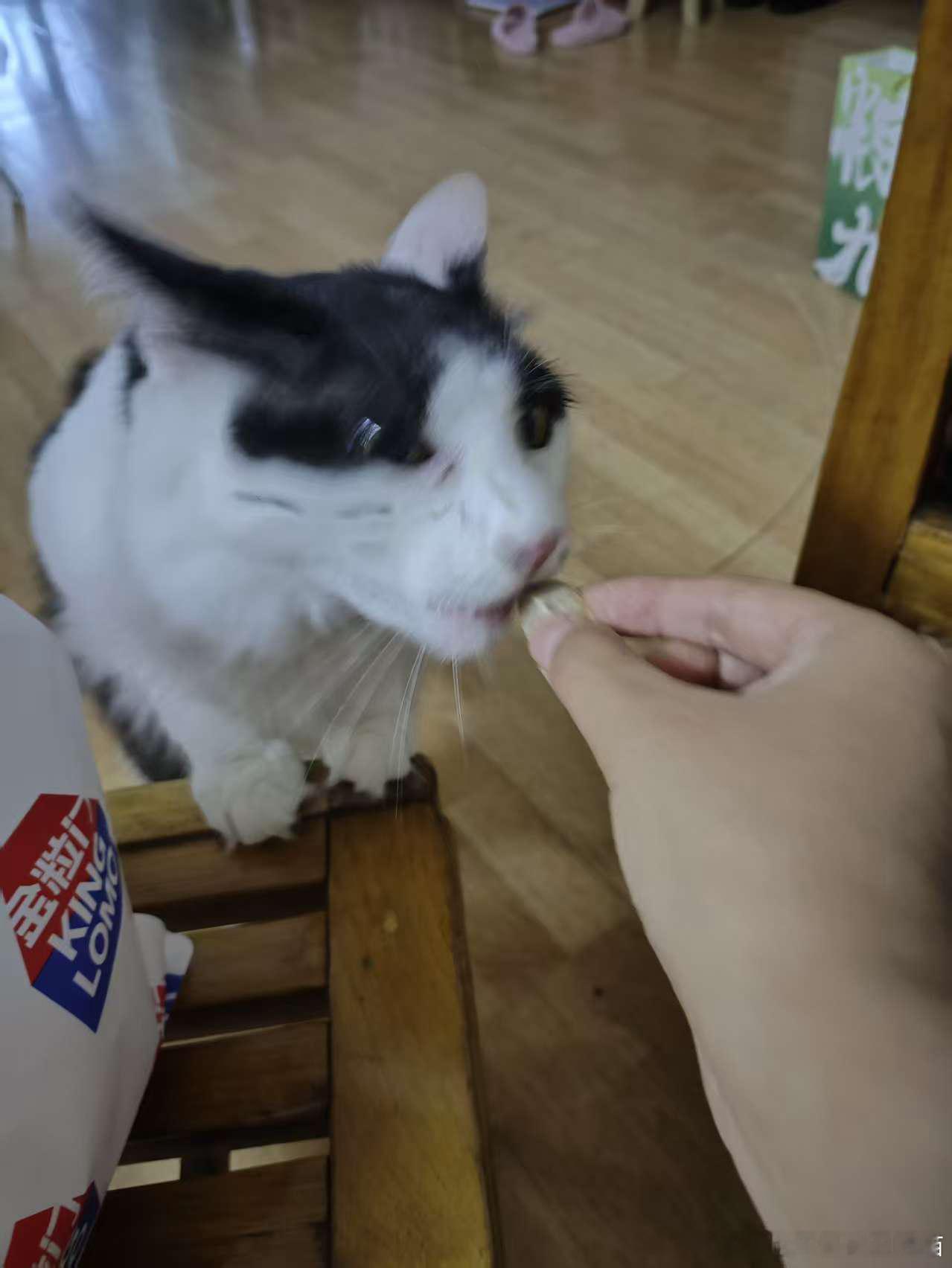 50404【丑猫】眯眼小老头小老太来了 