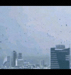 以色列天空近期出现了成群的乌鸦！
阿拉伯民间关于乌鸦的预兆给出的答案是乌鸦成群盘