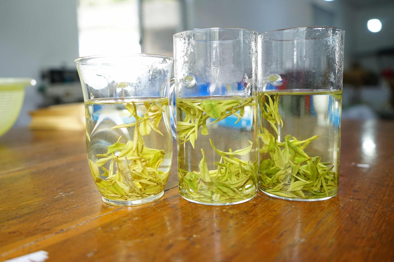 2026安吉白茶结束了，现在黄化茶上市了[呲牙]高山的野绿茶，今天也开采了，接下