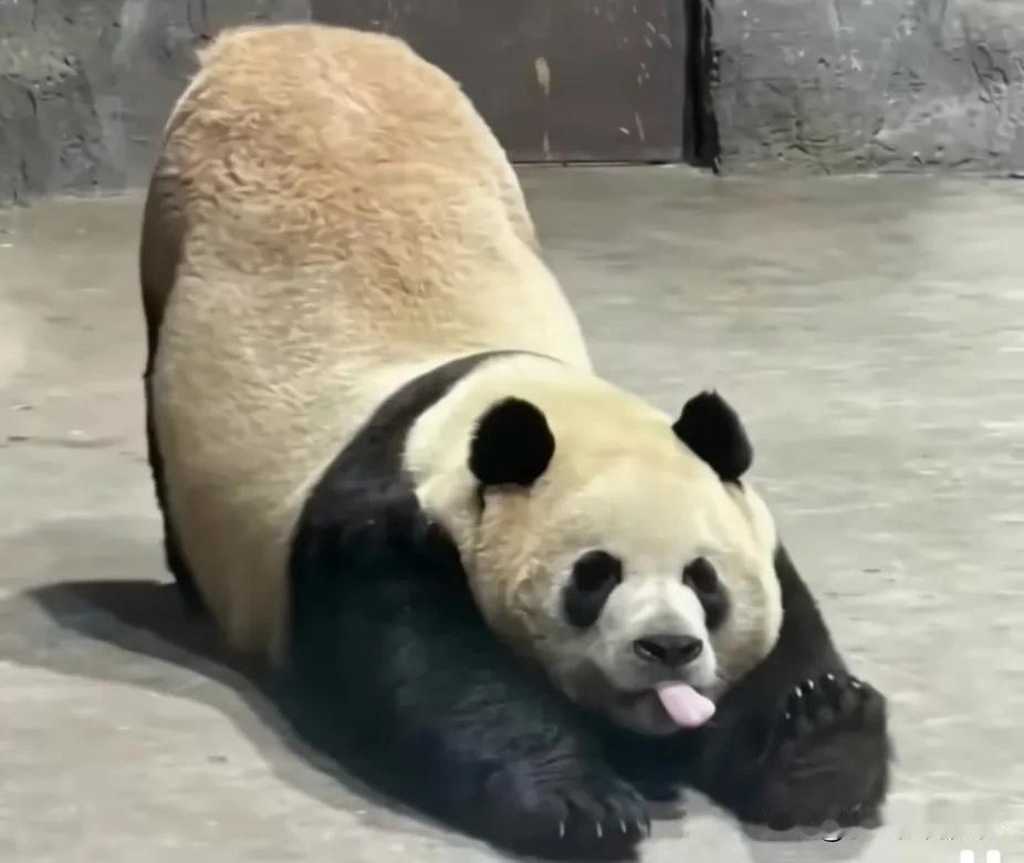 灵岩伸懒腰好卖力呀，屁股翘得老高，腰踏得很有水平，像练过瑜伽似的，舌头伸那么长，