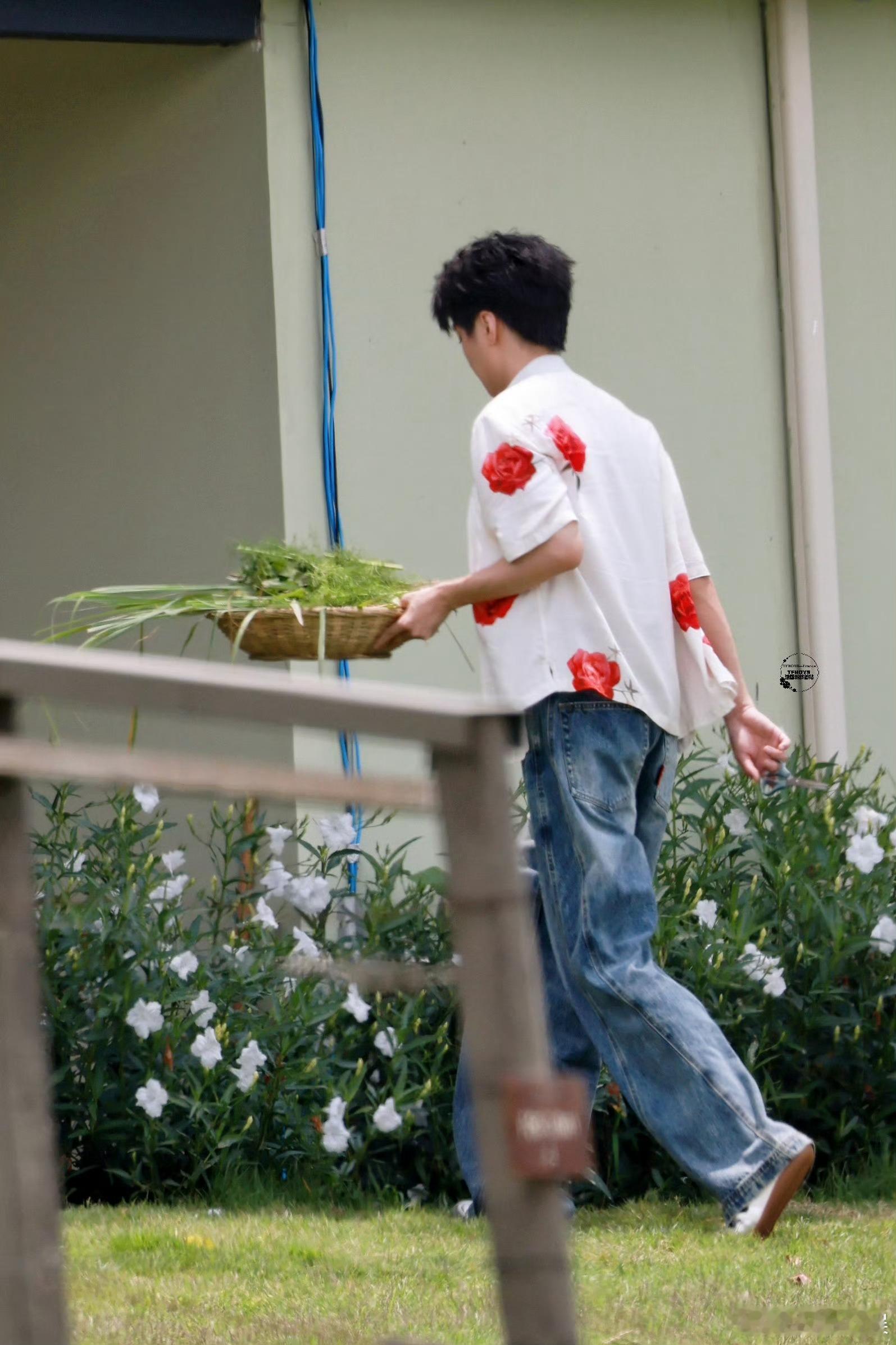 王俊凯穿玫瑰花摘菜王俊凯红玫瑰白衬衫王俊凯穿玫瑰花白衬衫去菜园摘菜，浪漫居家男，
