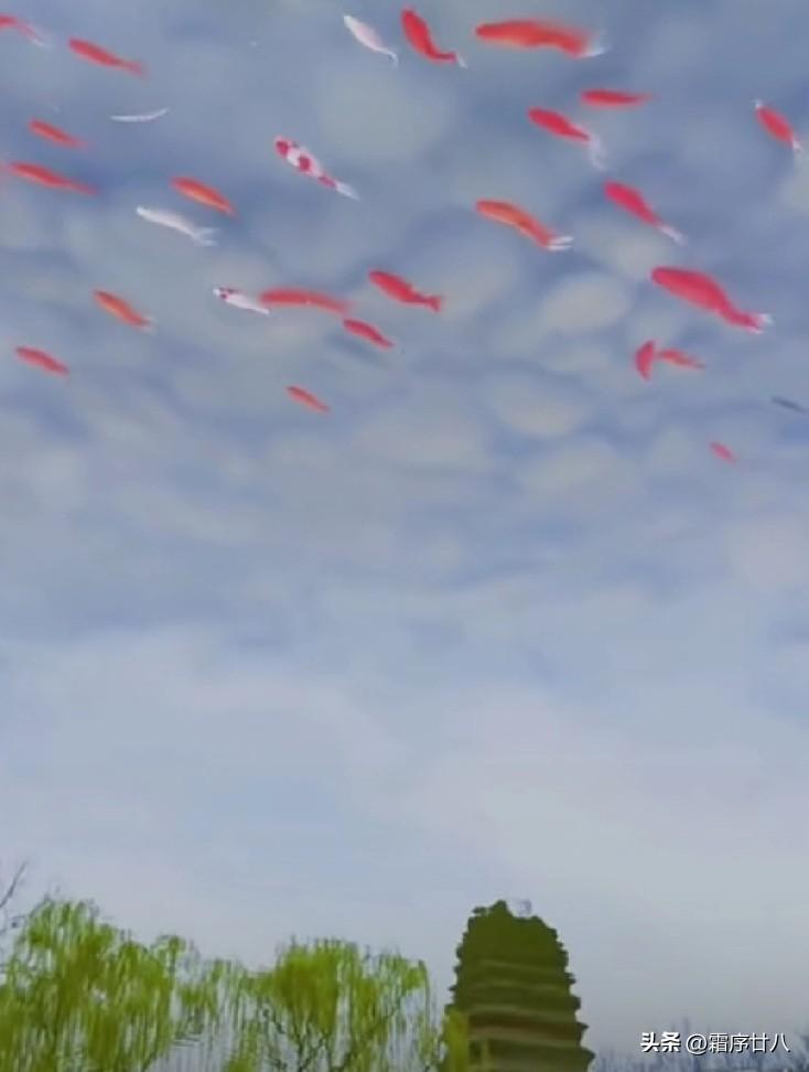 初看时，以为鱼是在天上飞，
还以为是Aⅰ[捂脸]
但把图倒过来一看，
就看明白了