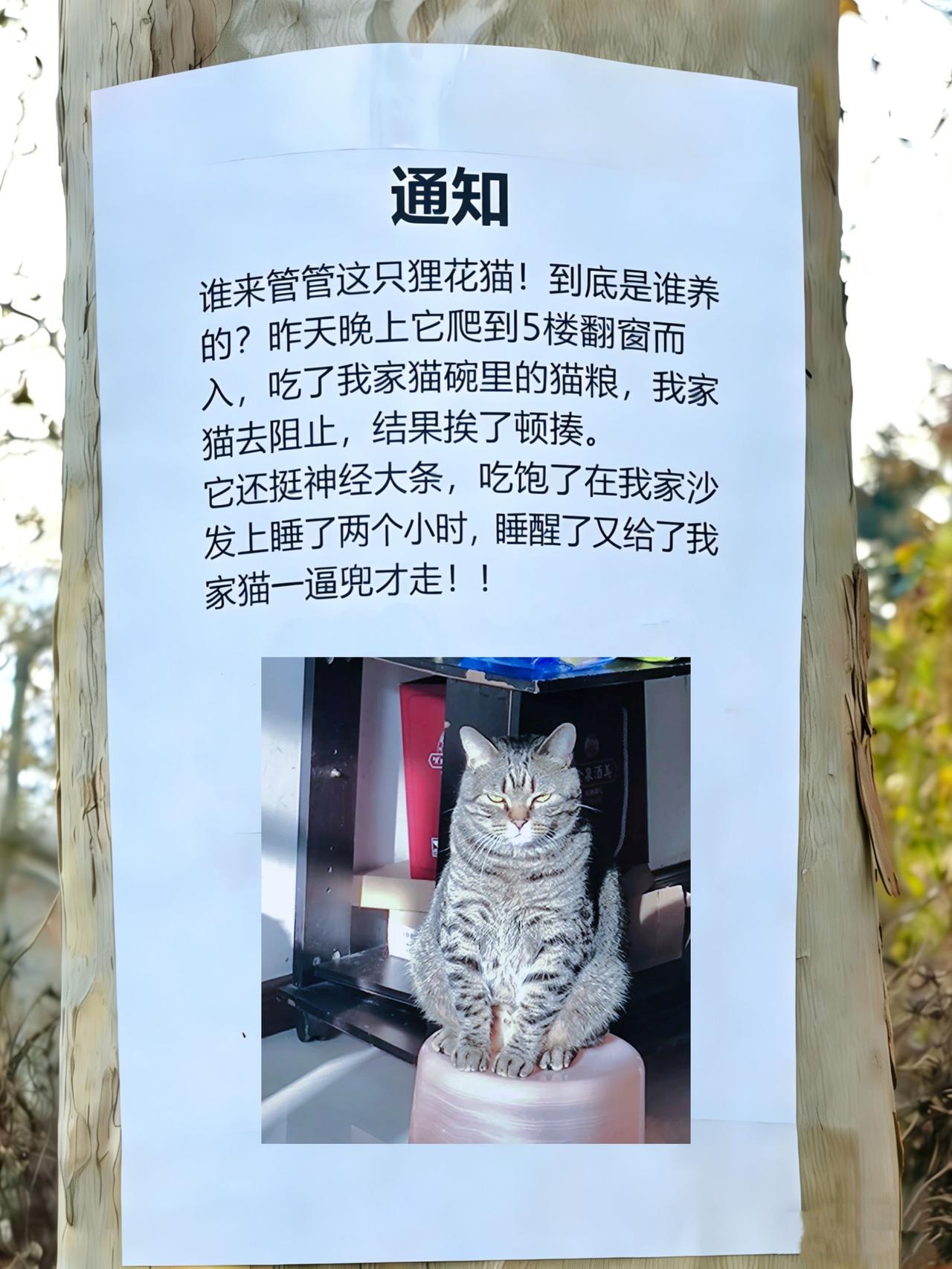 我家猫要被欺负哭了！我也是！我平等的怀疑所有人，请拿出你们的不在场证明，我家猫要