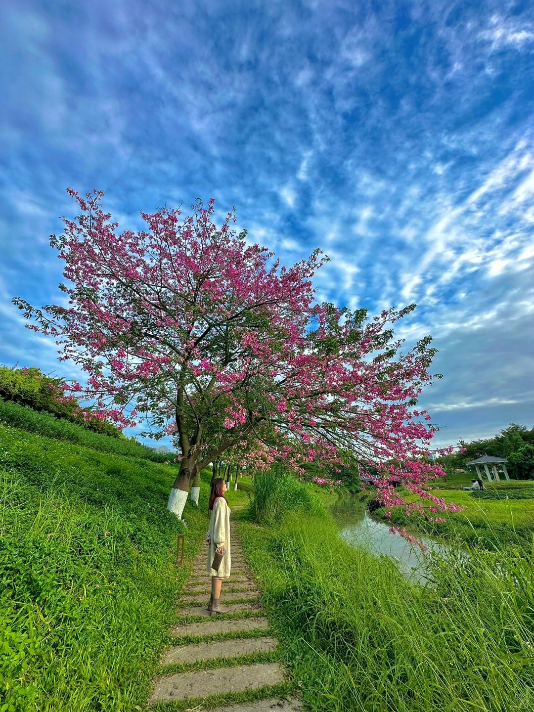 快冲！广州这里的异木棉正值花期🌸人少免费