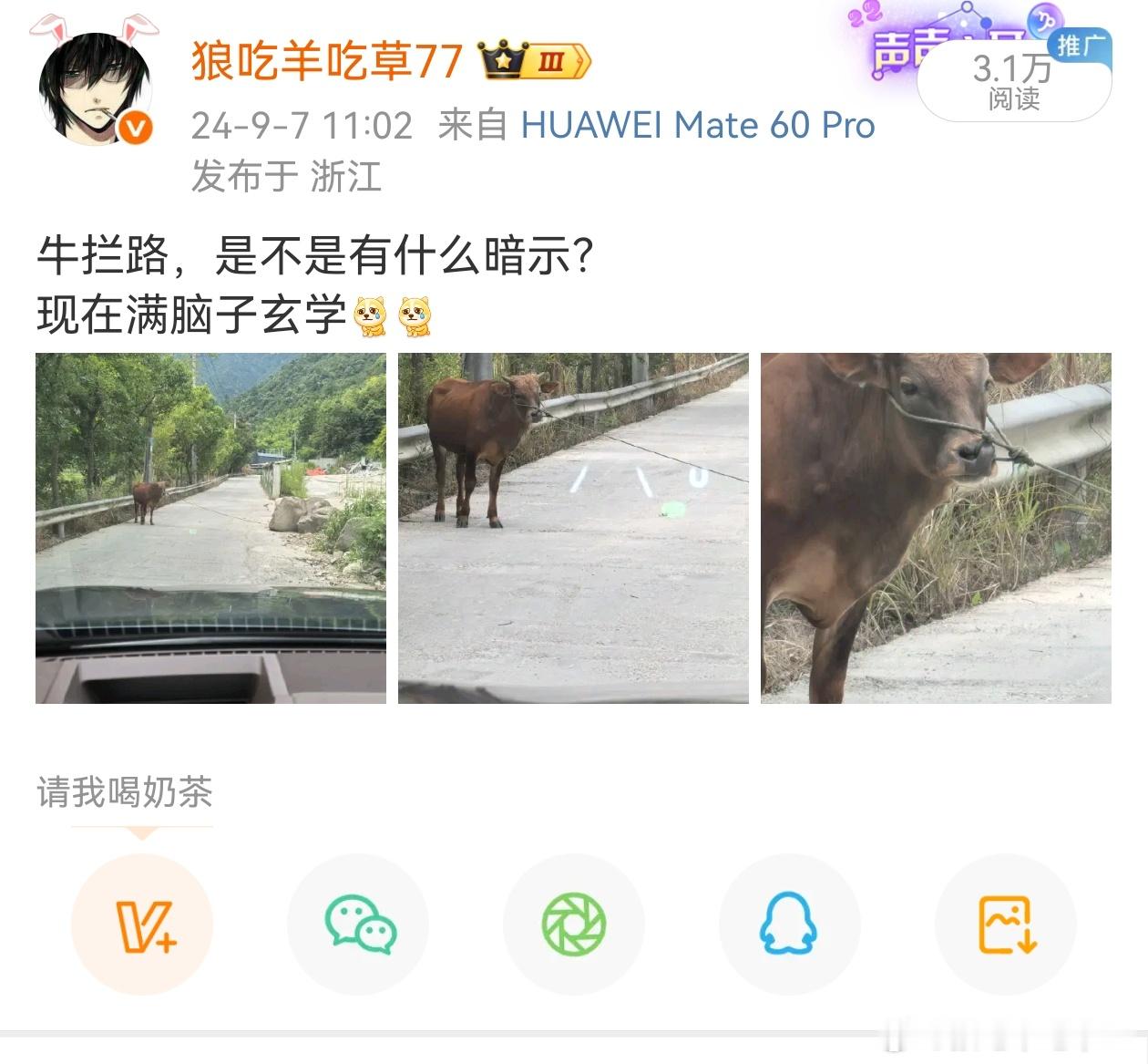 3312大家早上好还记得去年那个经典的牛拦路吗？ ​​​