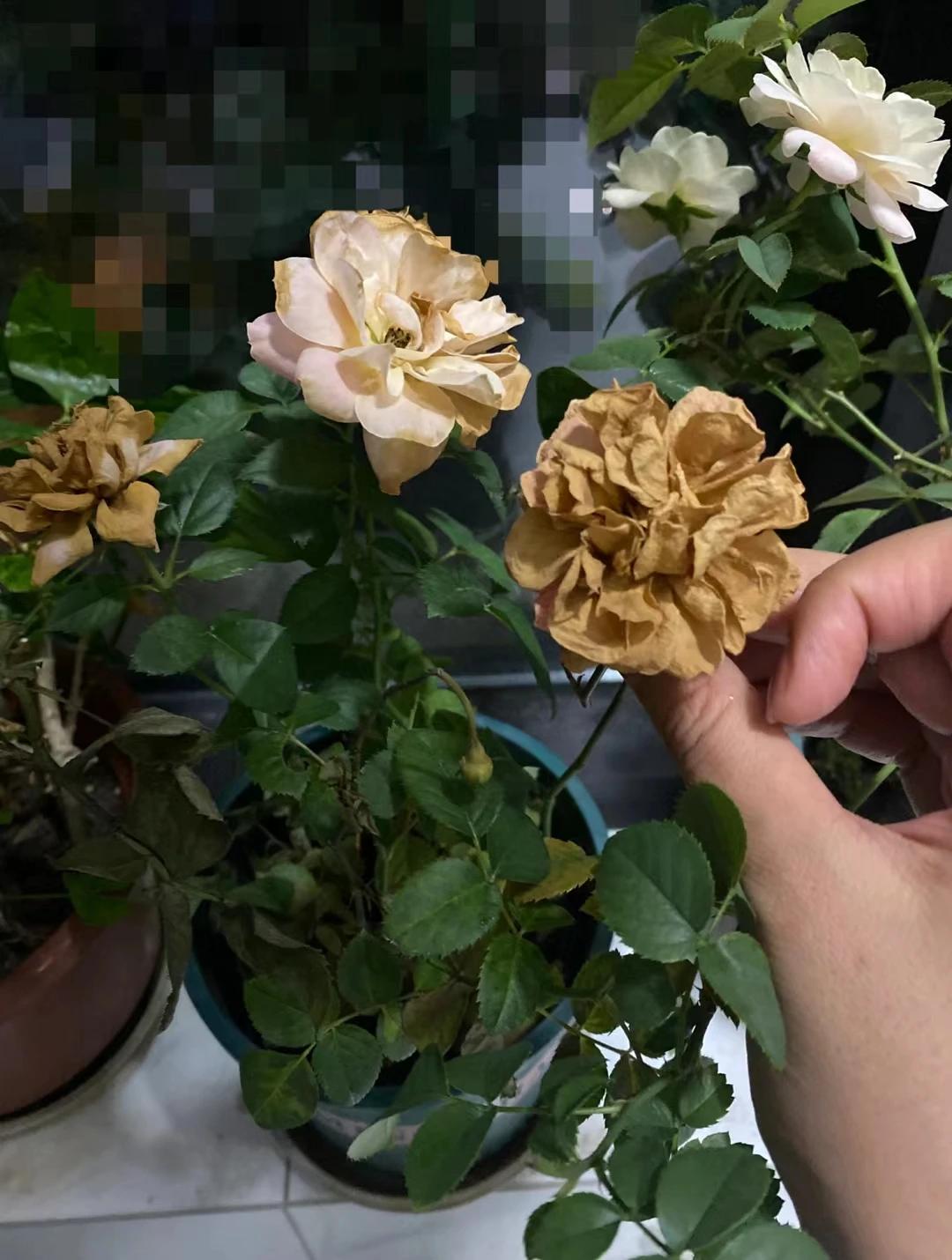 现在的新型不孝是这样的:


1，上养不起父母，下养不起孩子 
2，不结婚
3，
