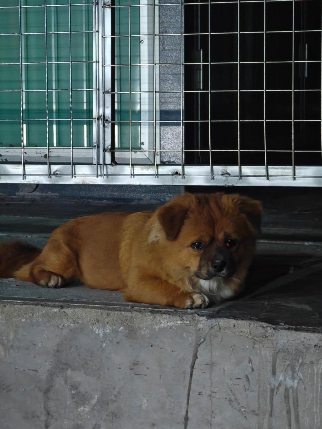 在服务区充电站看到了一只可怜小汪…一边眼睛也红了。只能喂了点车里的饼干。 ​​​