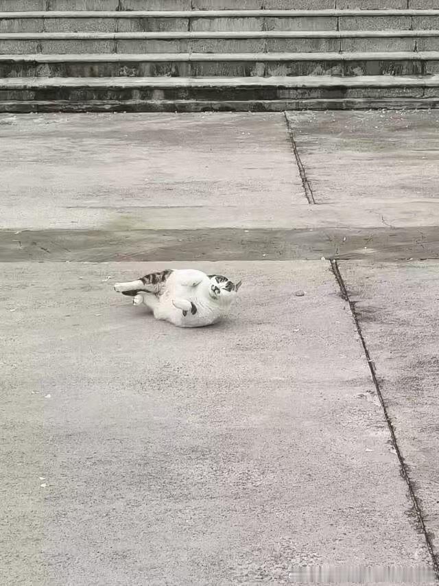 50605【丑猫】蛄蛹者 