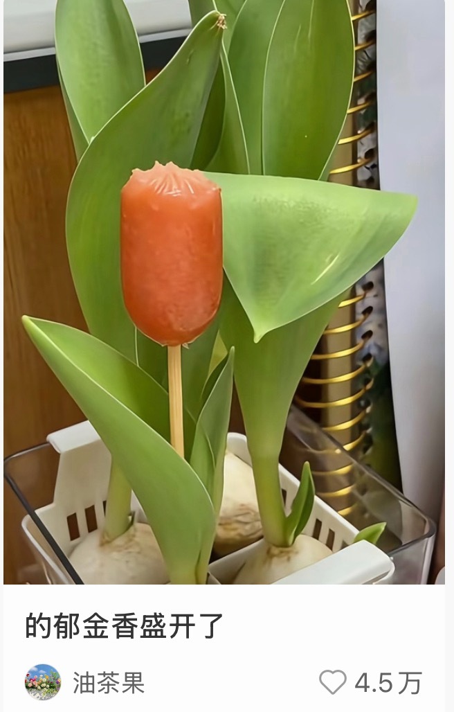 这郁金香看起来好香啊😋 