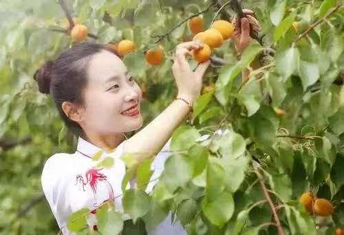 沁园春·夏季摘杏子
                              