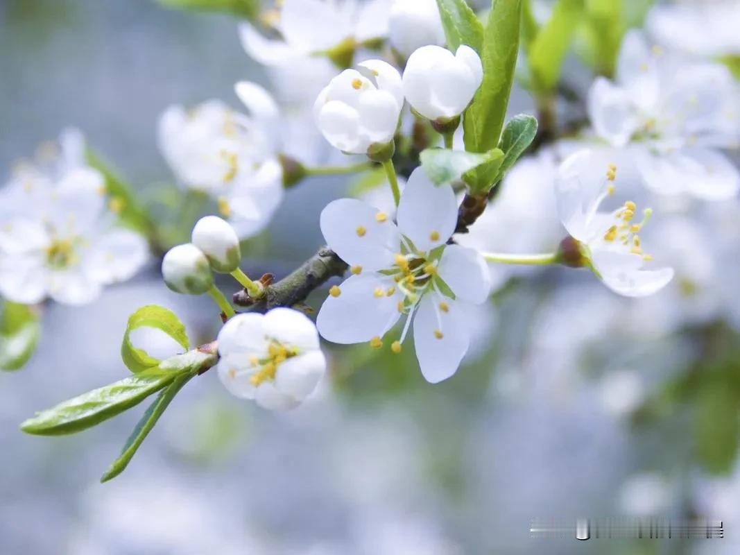 #每日一句诗词打卡# 
柳梢青 · 花朝春分
清：顾贞观
乍展芭蕉。欲眠杨柳，微