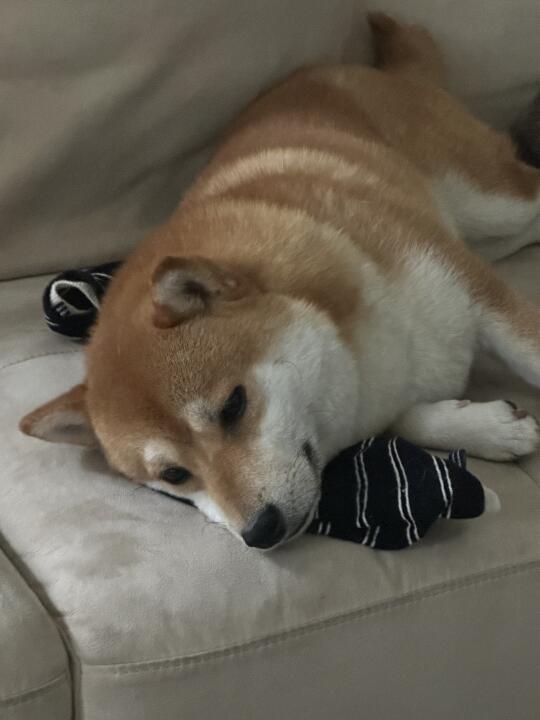 喜欢闻妈妈的凑袜子🧦