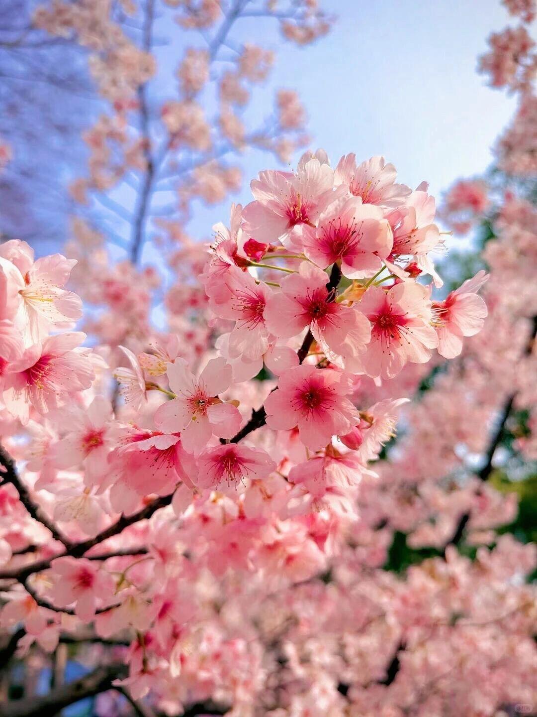 在春风里，
看一场樱花秀，
在蓝天下，
淋一阵樱花雨。樱花 早樱 
 赏樱