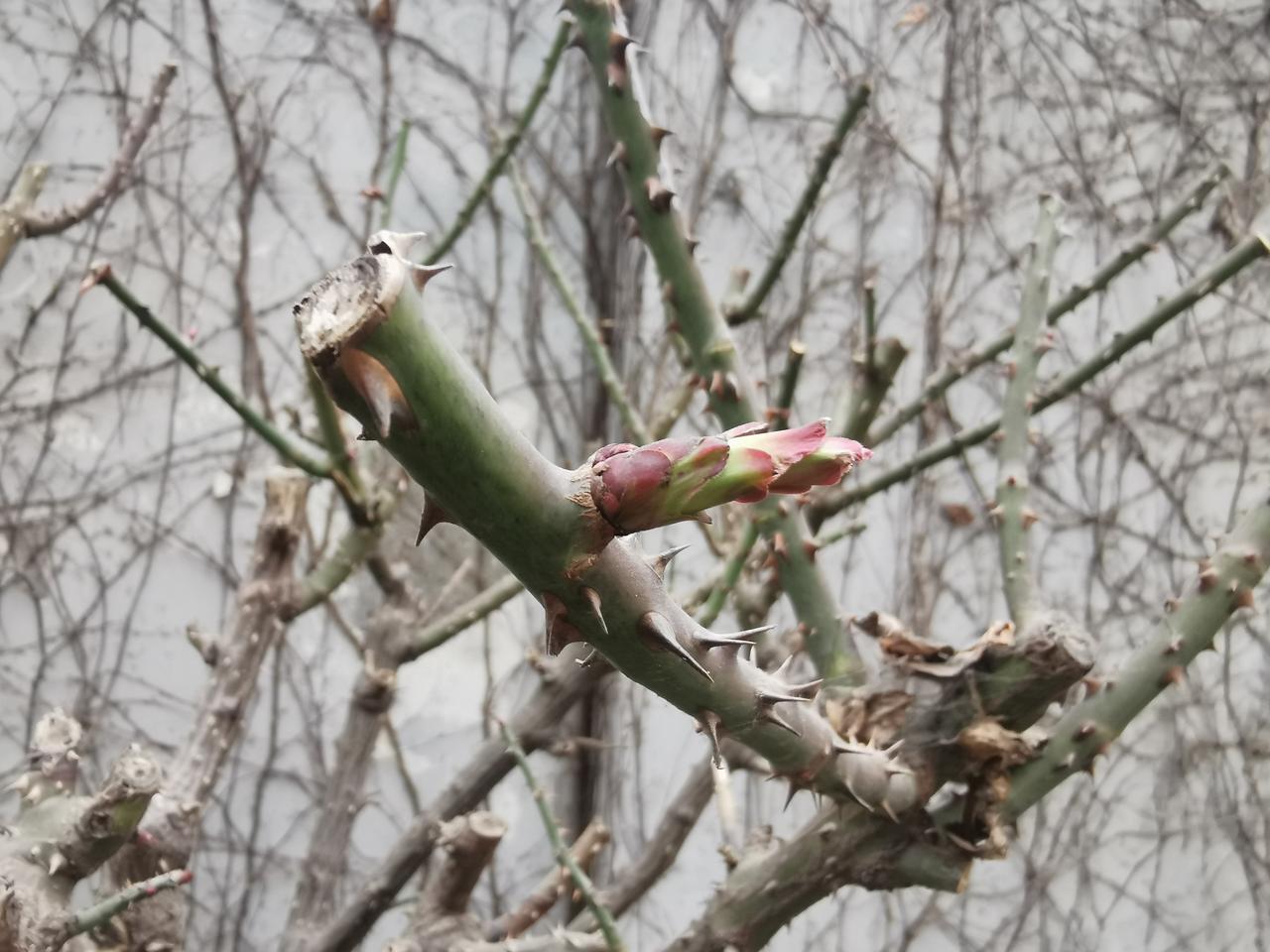 春天的脚步近了！
    昨天，阳光灿烂，气温回升。我们外出散步，忽然就看到墙边
