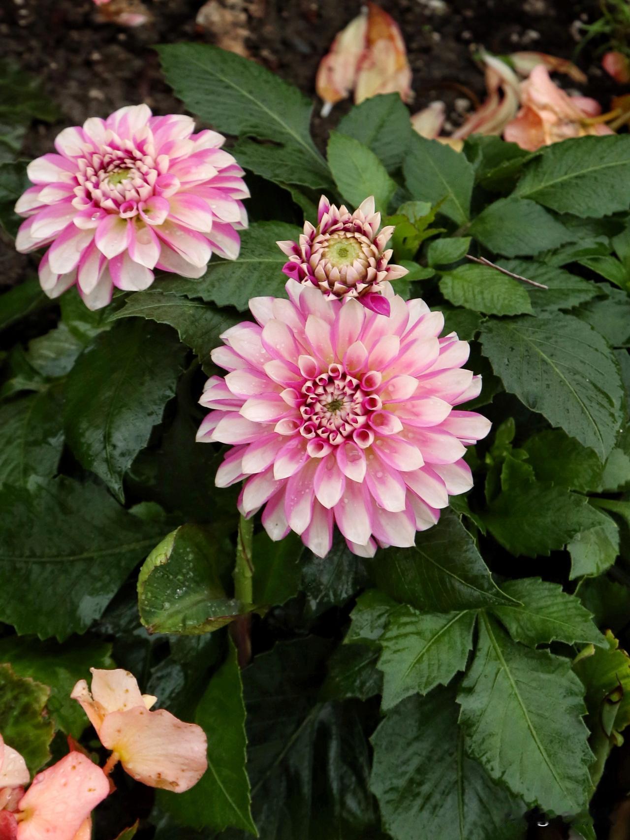 大丽花，名字听上去平平无奇，却美得令人惊艳。
大丽花，属菊科。但与我国传统名花梅