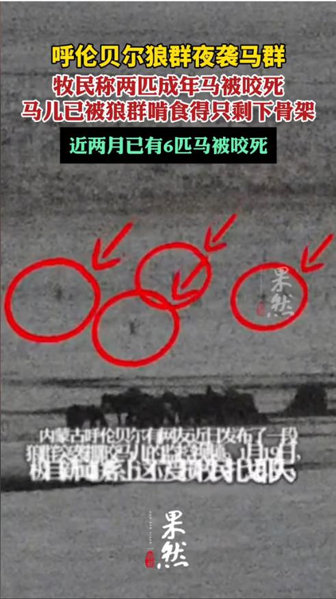 “太可怕了！”近日，内蒙古呼伦贝尔，一牧民一早去马圈喂马，发现少了一匹养了三年的