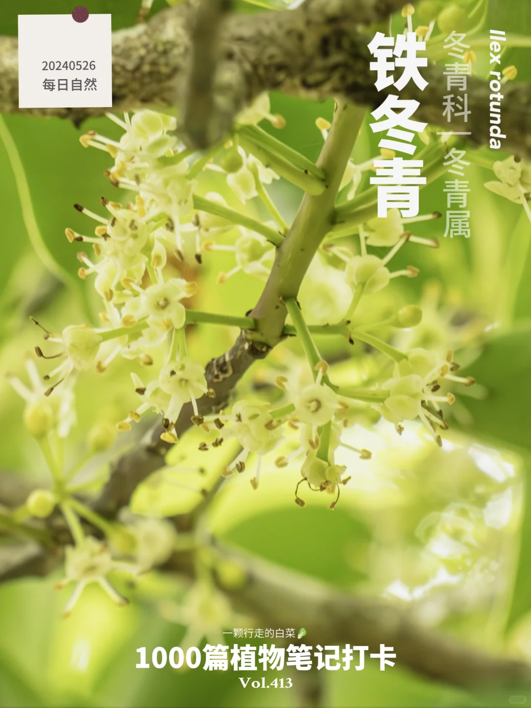 植物笔记413 | 每一朵小花里都藏着一个春天