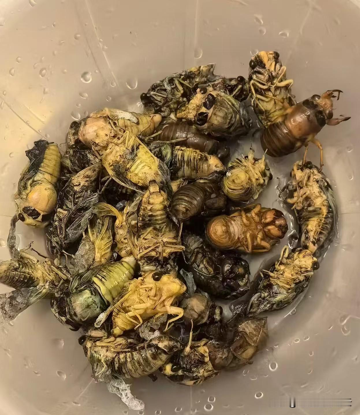 好多年没吃这个了，看到朋友圈里发的，流口水了。小时候春夏之交，吃晚饭后拿个手电筒