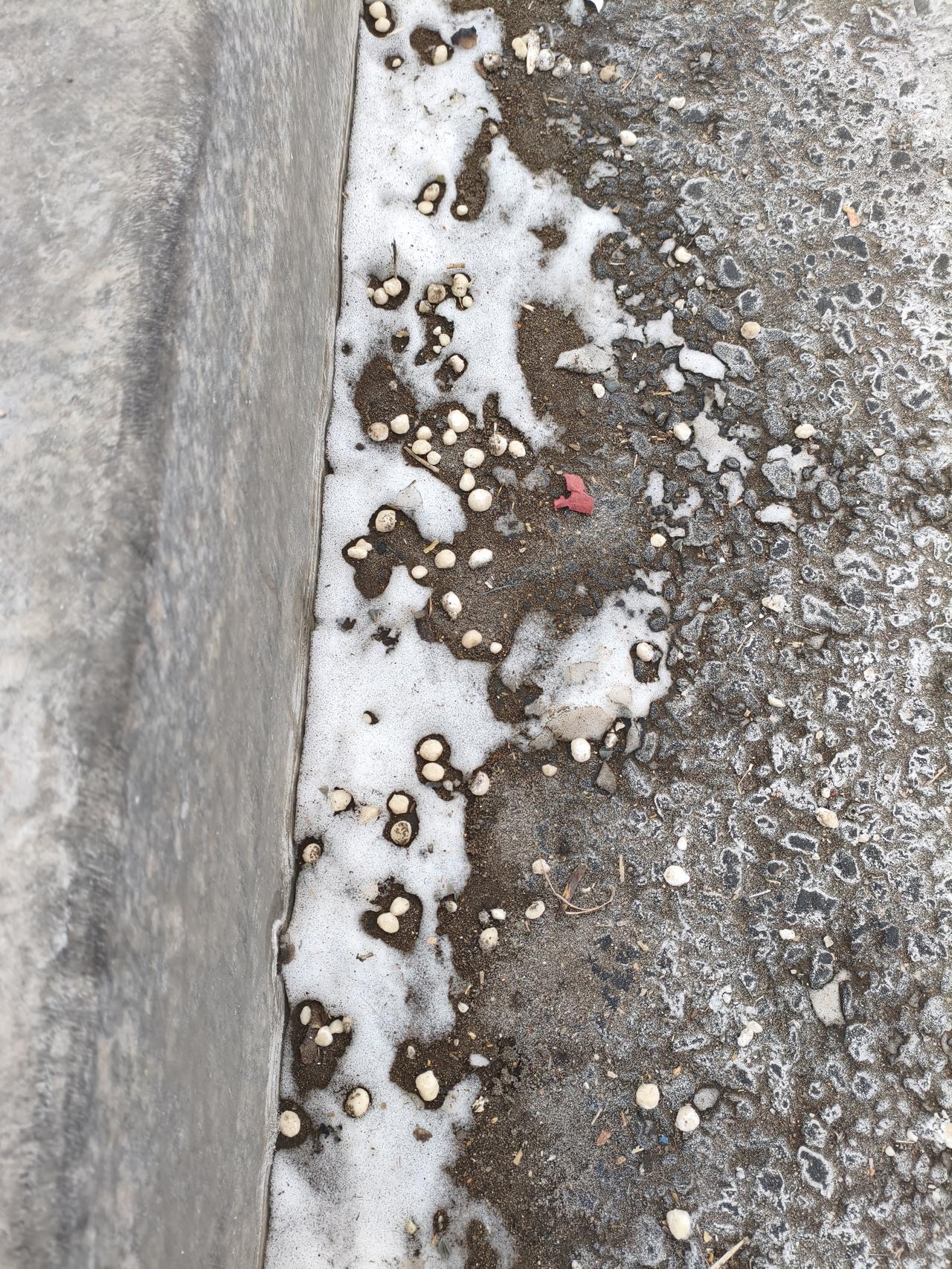 大雪过后，路面上撒的盐颗粒还真不小。撒后雪融化的快，可对路面的损坏也不轻，放眼望