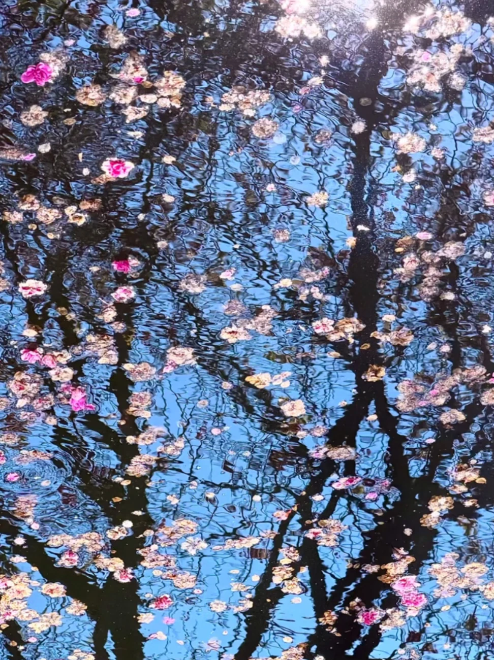 拍到了春天的绝美花树🌸