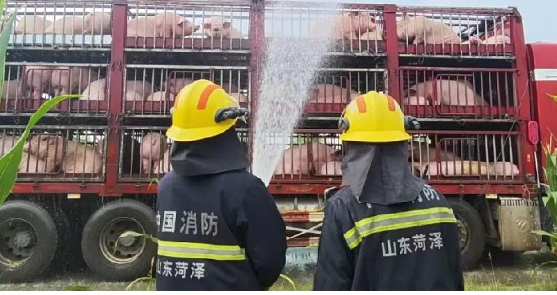 曹县青菏消防站紧急救助中暑生猪

       近日，一辆运输生猪的货车途经曹县