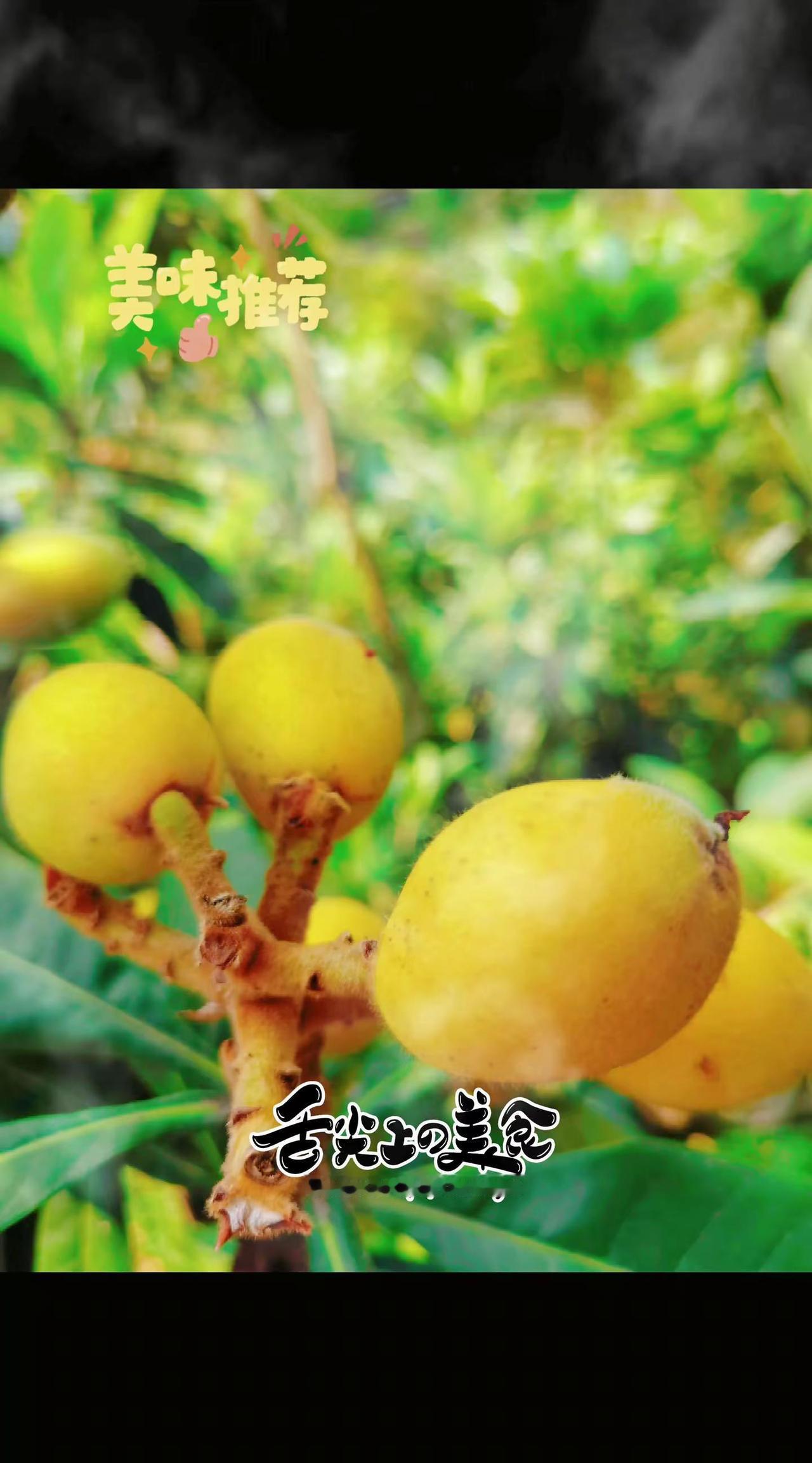 枇杷成熟