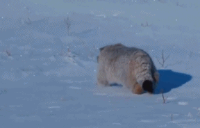 这只兔狲在被科研人员逮住后一脸懵逼的接受了包括皮毛厚度等一系列检查，随后很快被放
