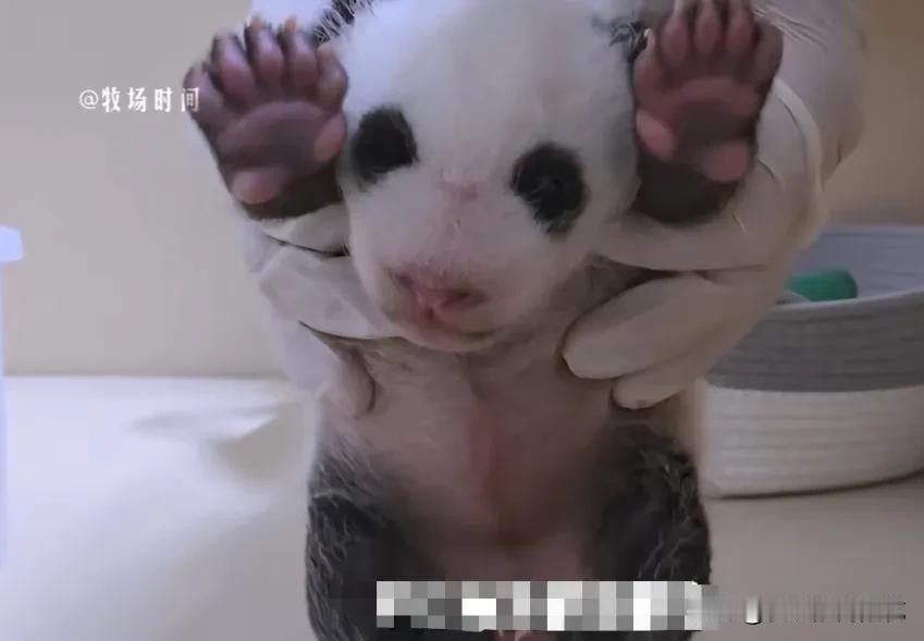 福宝的四妹今天出生已34天了，小家伙发育得又快又好，不仅很快就穿上了黑背心和黑靴