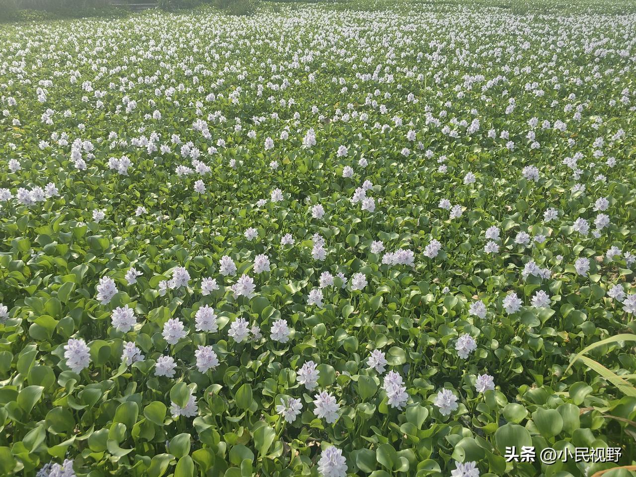 漂亮鲜花的下面，也许是污秽之物。西方和欧洲站在人类发展的巅峰，但背后滋养之物，也