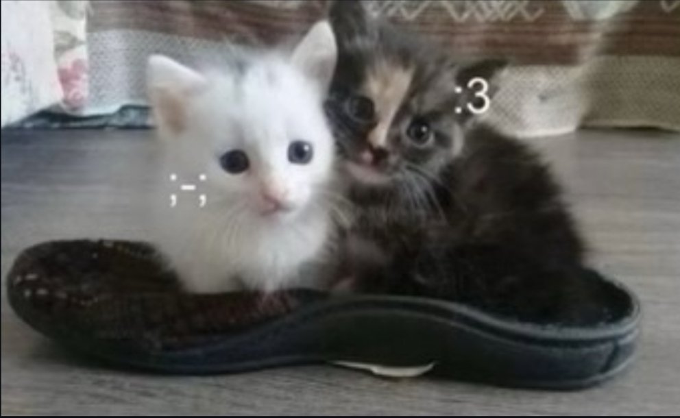 超级萌的小猫壁纸 ᯠ  ⑅  ᯄ 