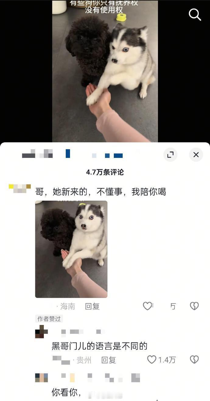 有些狗你只有抚养权没有使用权…… 