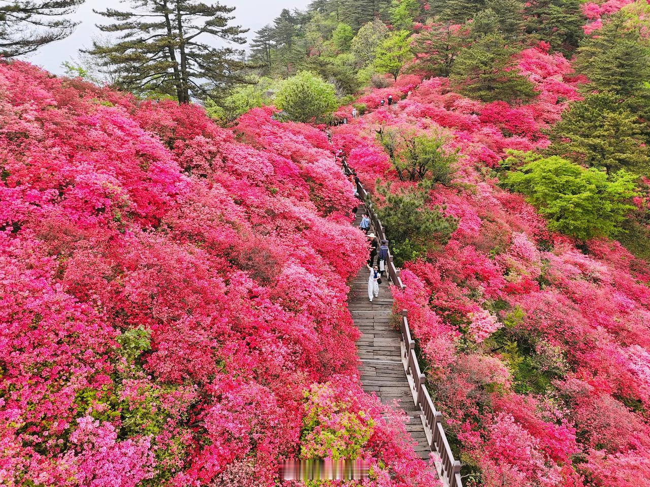 2026团风两会提出联动红安、麻城共建“大别山红色文旅圈”，这背后藏着怎样的战略